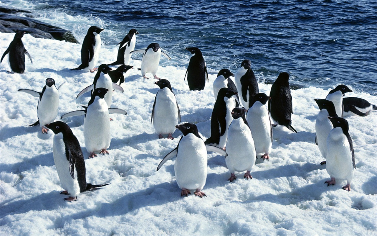 Foto de Animales Fondos de Pingüino #5 - 1280x800
