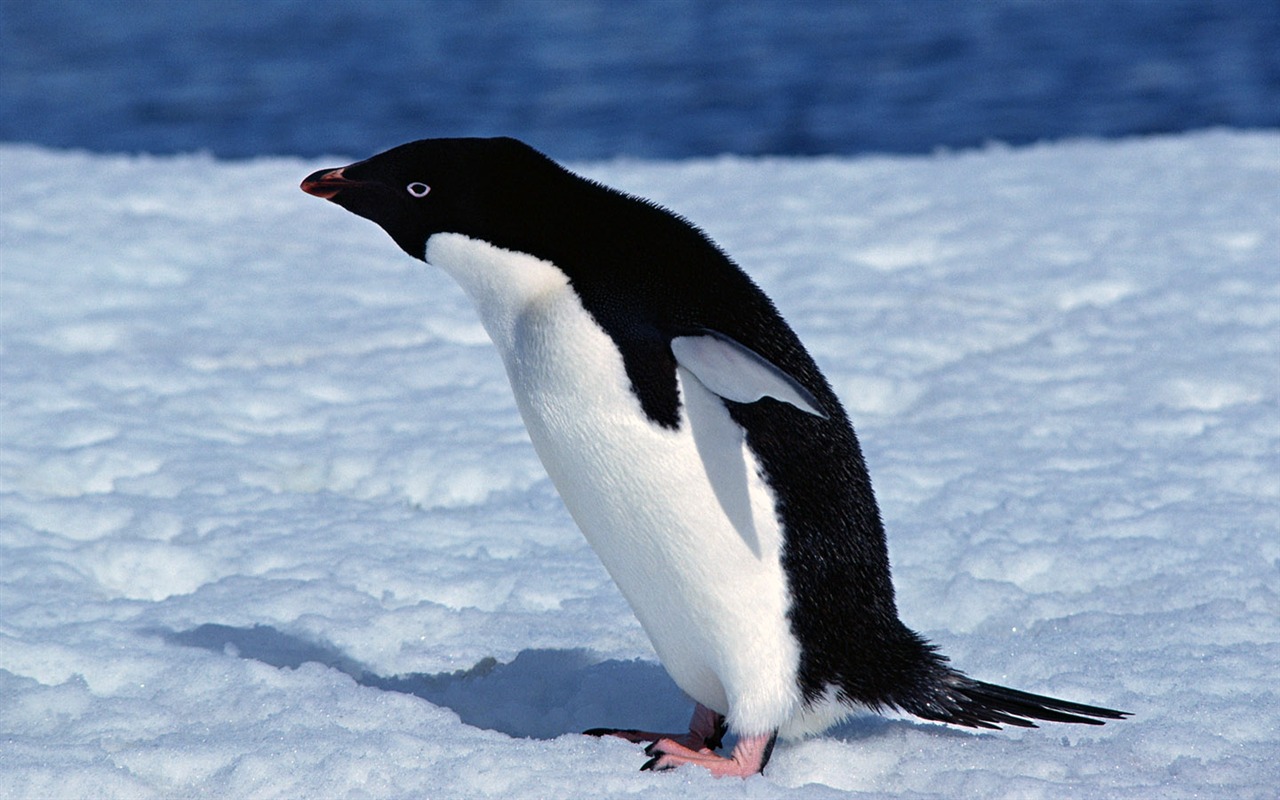 动物写真壁纸之企鹅6 - 1280x800