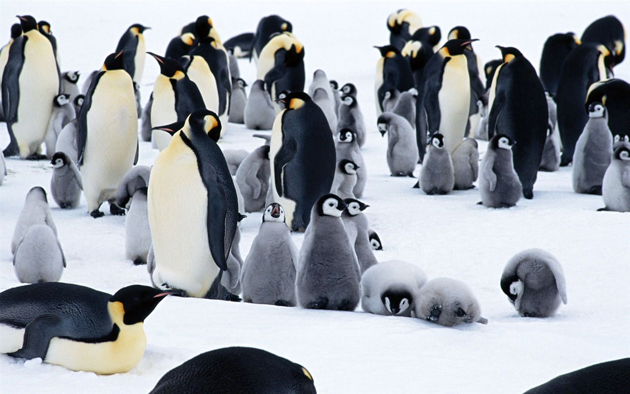 Foto de Animales Fondos de Pingüino #7 - 1280x800