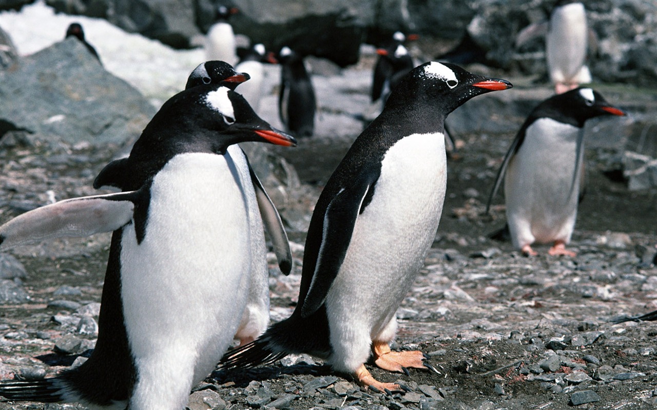 Foto de Animales Fondos de Pingüino #8 - 1280x800