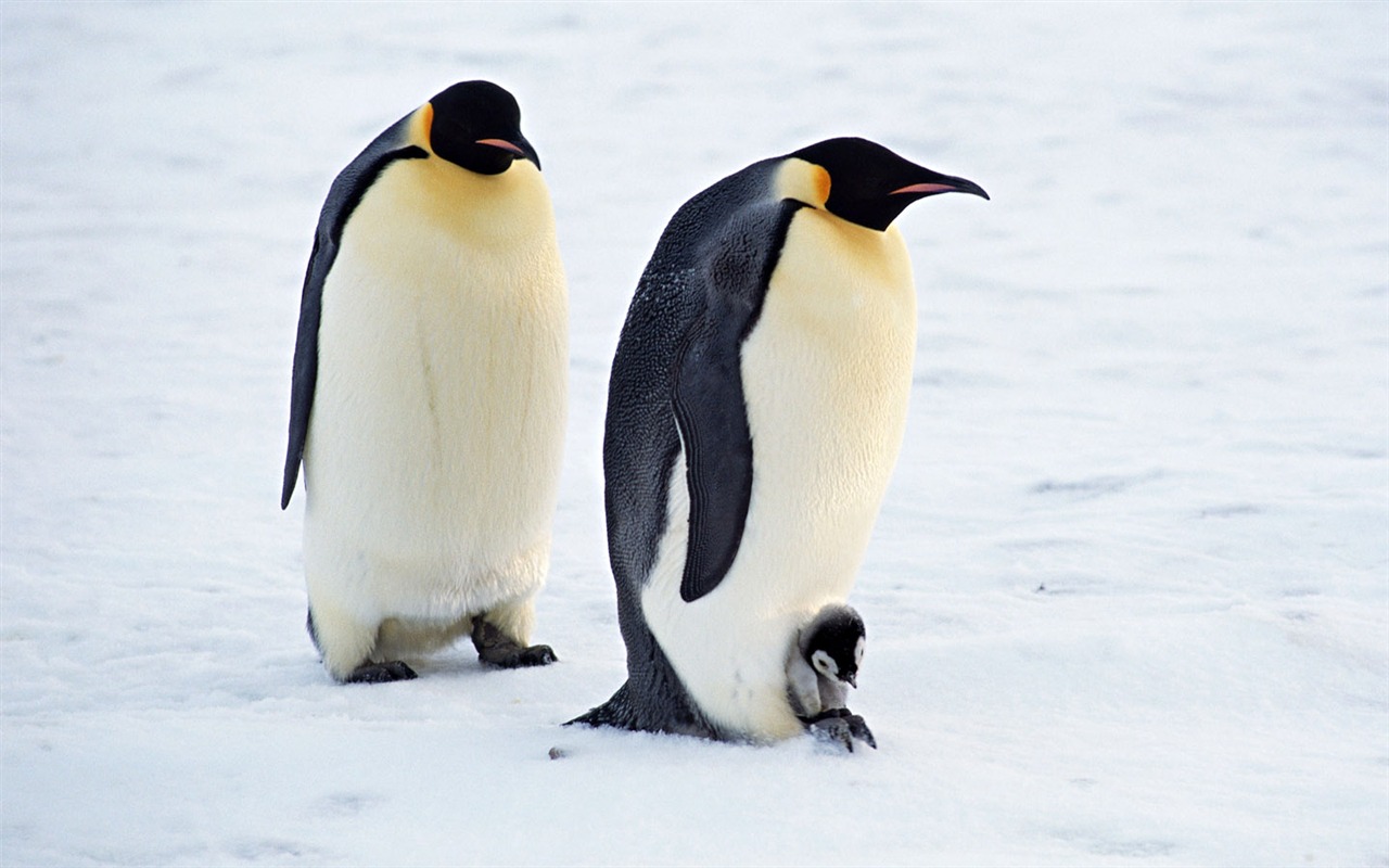 Foto von Penguin Animal Wallpapers #9 - 1280x800