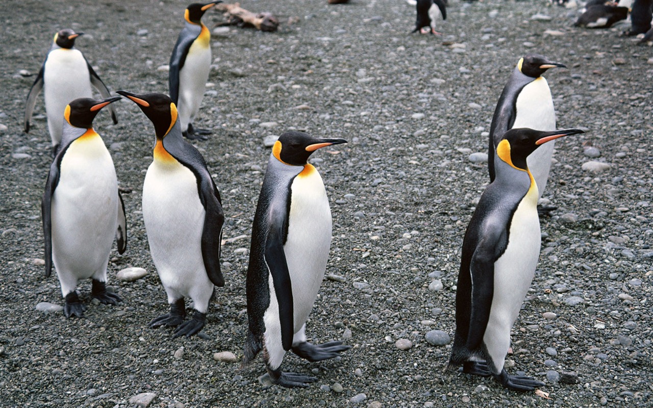 Foto de Animales Fondos de Pingüino #11 - 1280x800