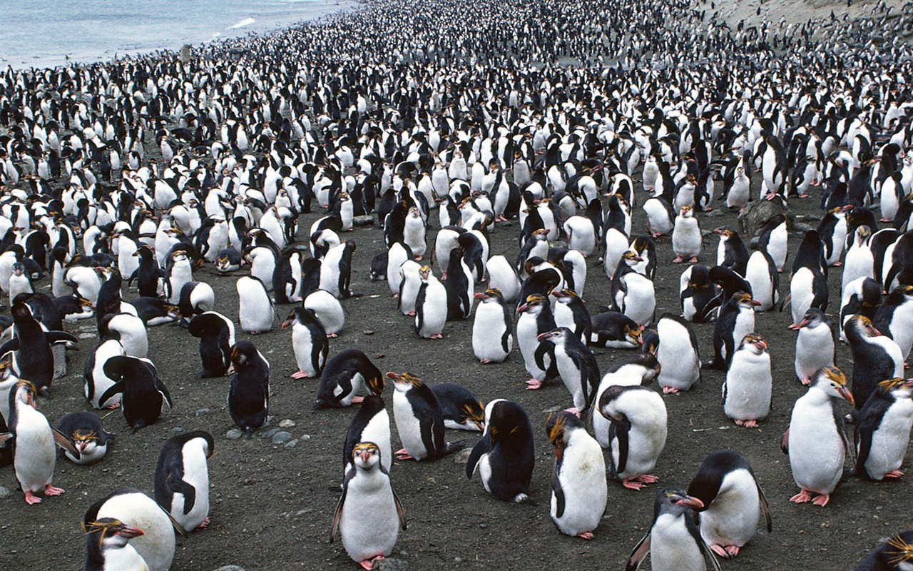 Foto de Animales Fondos de Pingüino #12 - 1280x800
