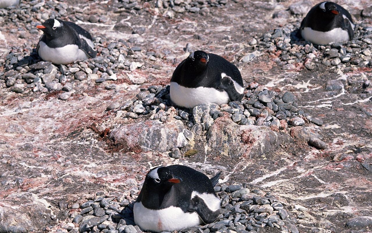 Foto de Animales Fondos de Pingüino #13 - 1280x800