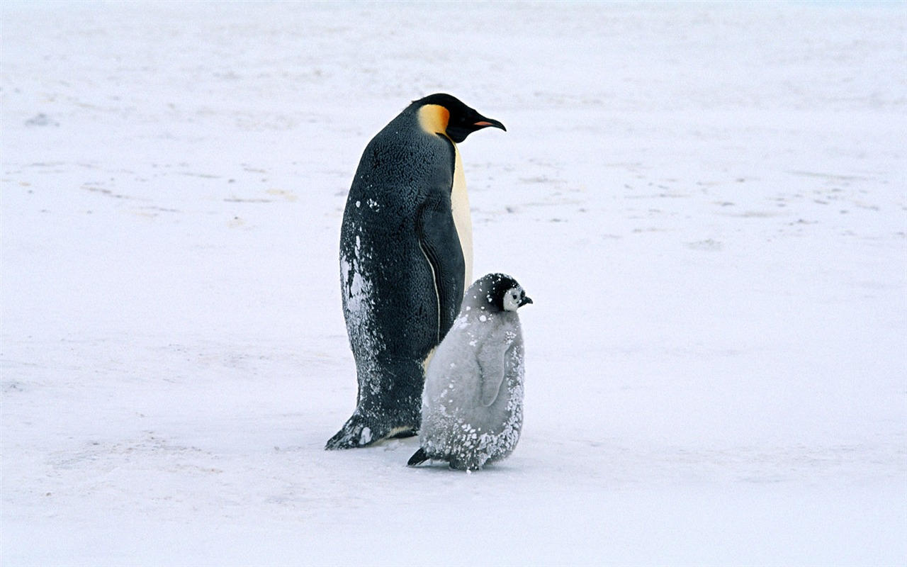 动物写真壁纸之企鹅14 - 1280x800