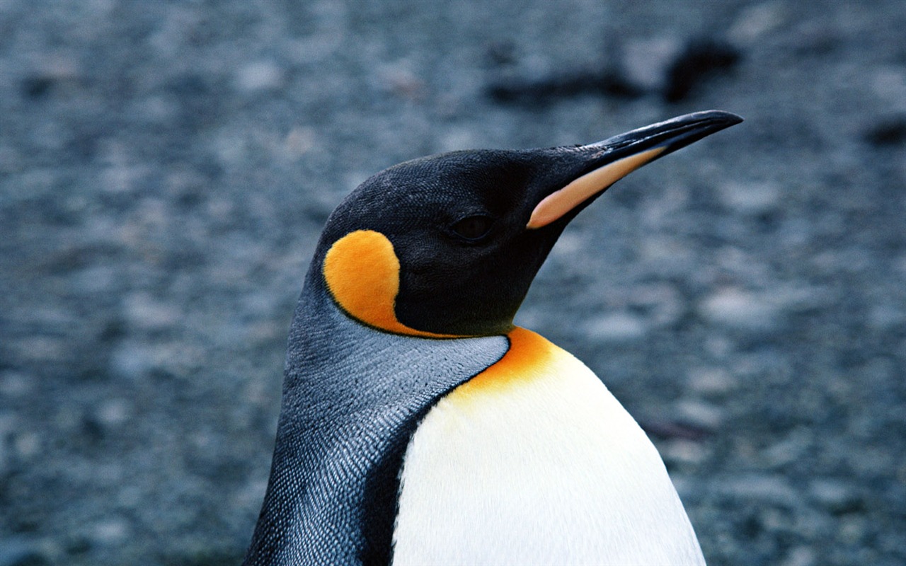 动物写真壁纸之企鹅16 - 1280x800