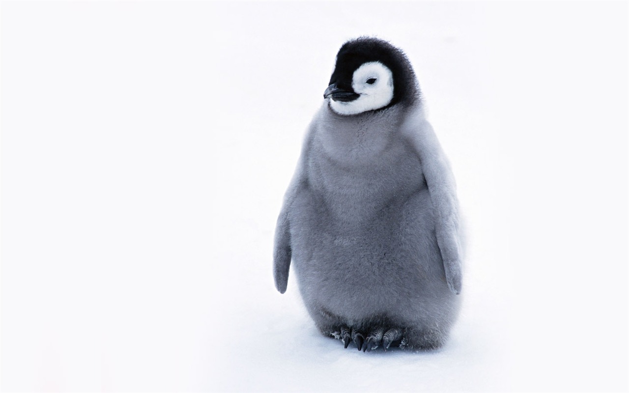 动物写真壁纸之企鹅17 - 1280x800