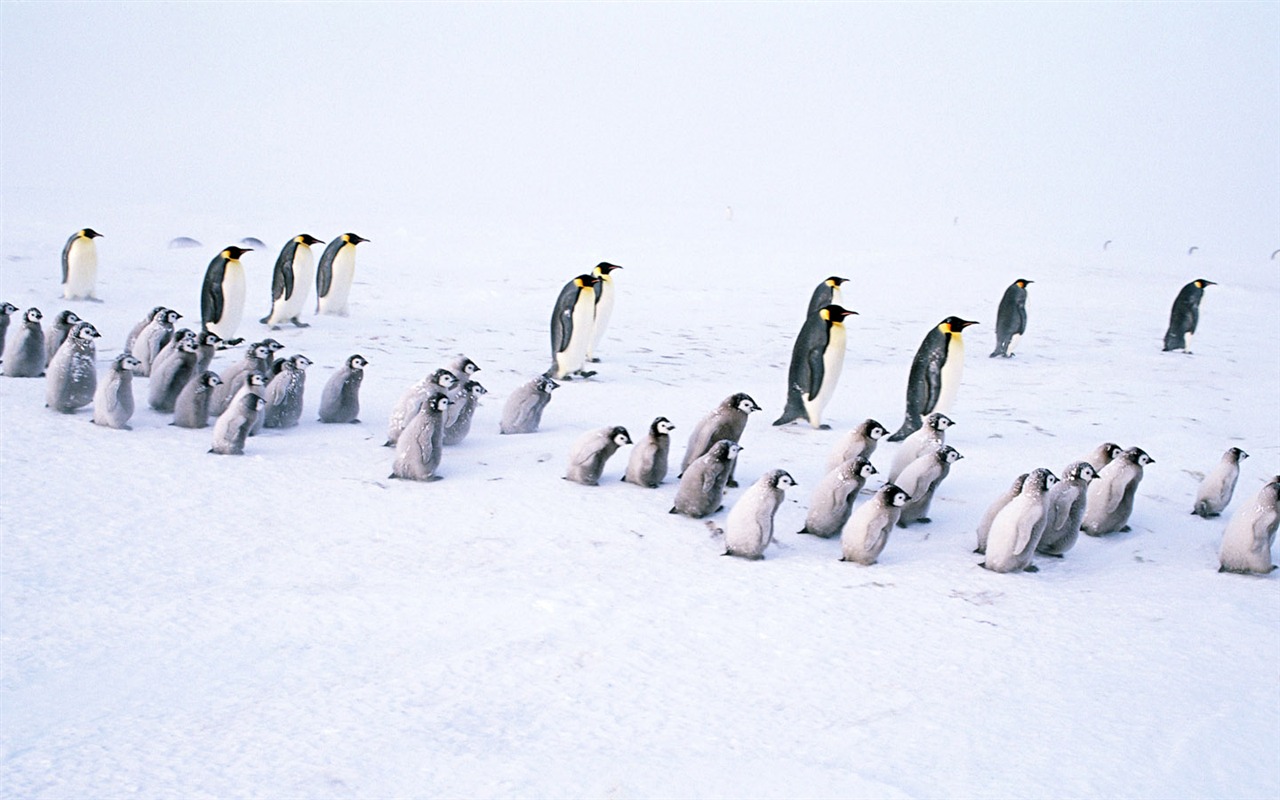 动物写真壁纸之企鹅18 - 1280x800