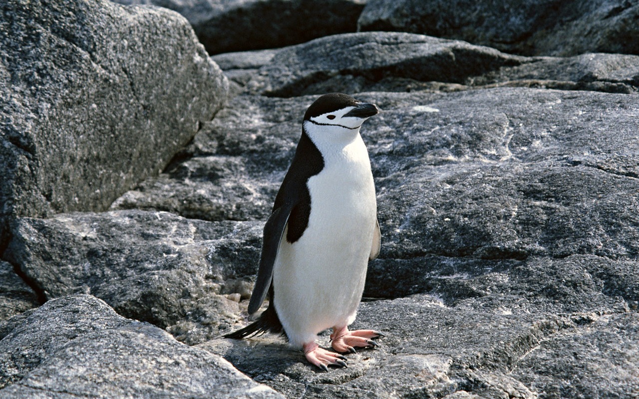 动物写真壁纸之企鹅19 - 1280x800