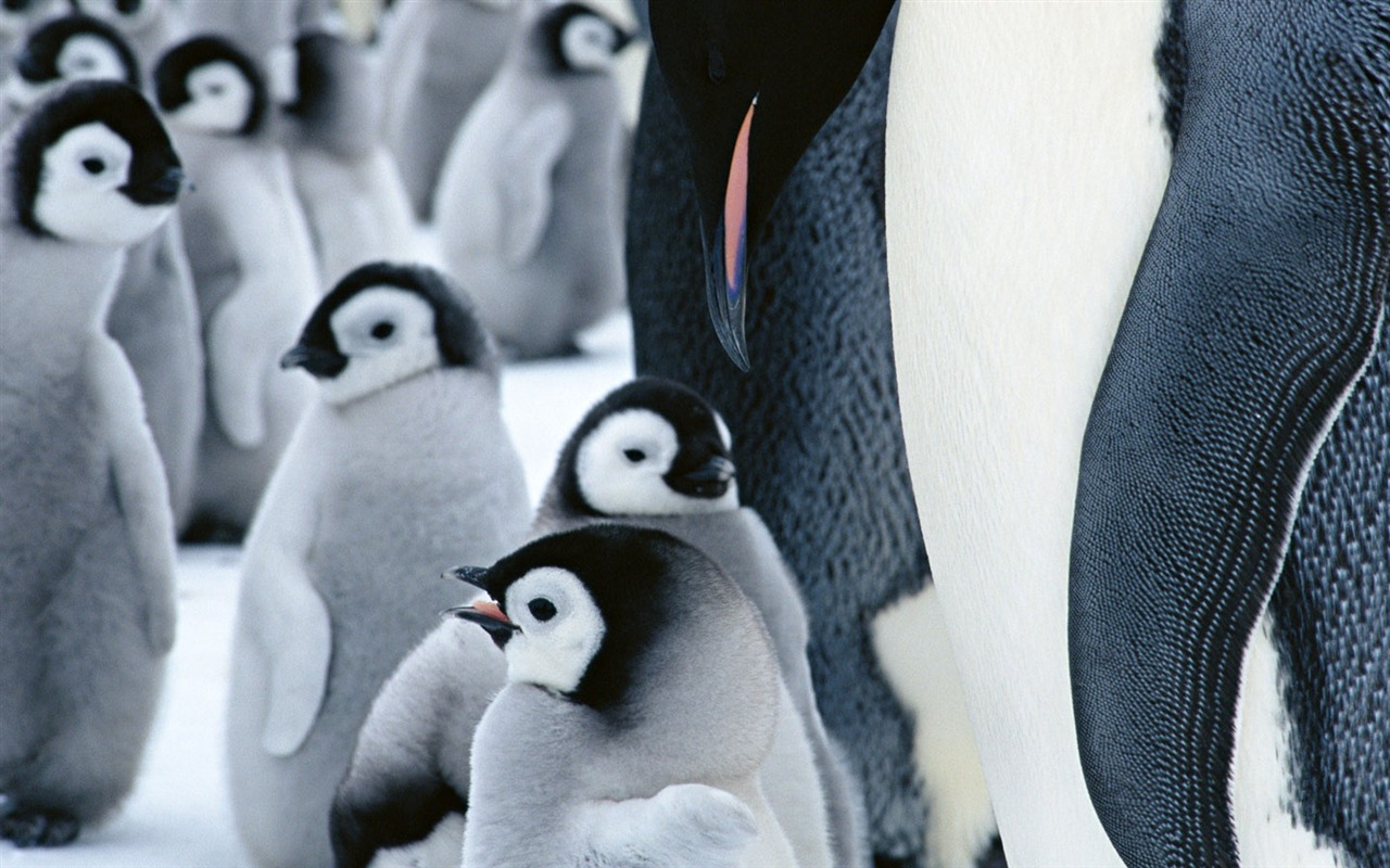 Foto de Animales Fondos de Pingüino #20 - 1280x800