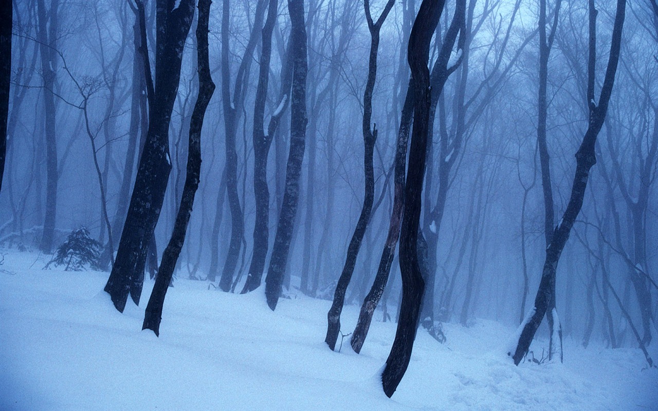 清涼 冬日雪景高清壁紙 #11 - 1280x800