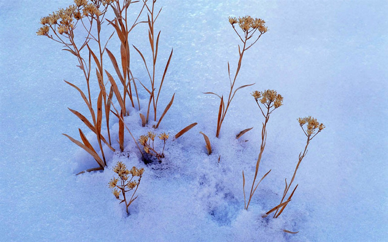  HDの壁紙クールな冬の雪景色 #21 - 1280x800