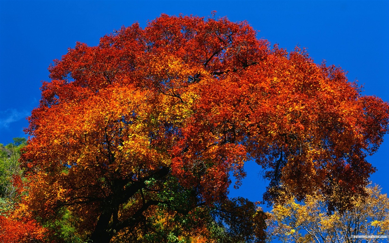 The autumn forest wallpaper #3 - 1280x800