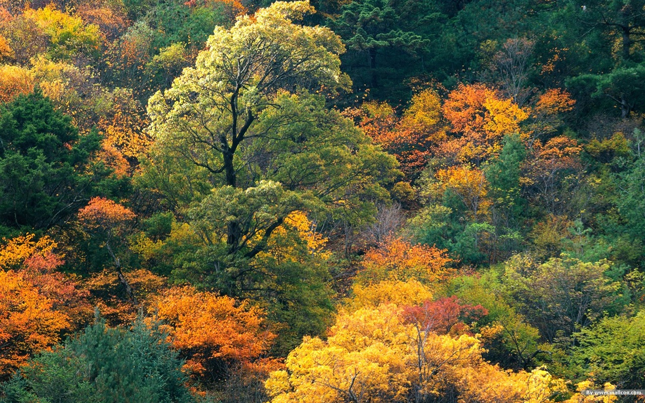 El fondo de pantalla bosque del otoño #4 - 1280x800