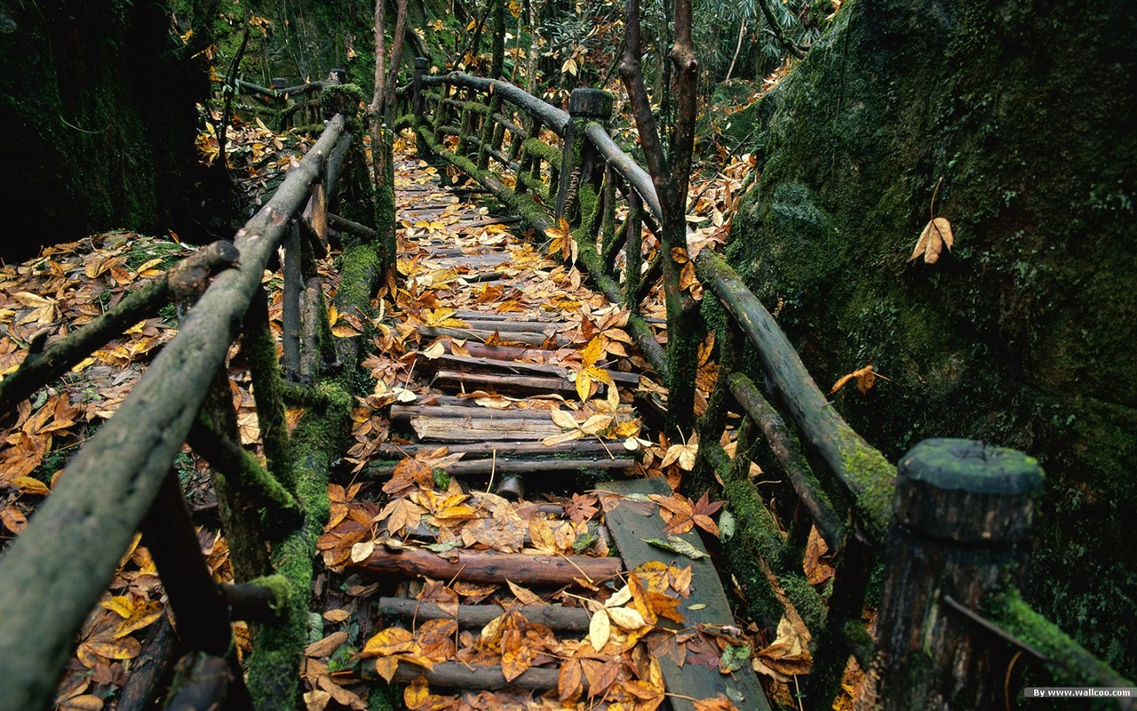 森林裡的秋天壁紙 #7 - 1280x800
