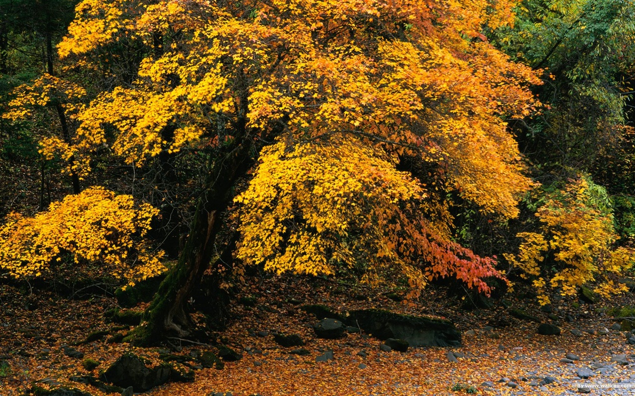El fondo de pantalla bosque del otoño #9 - 1280x800