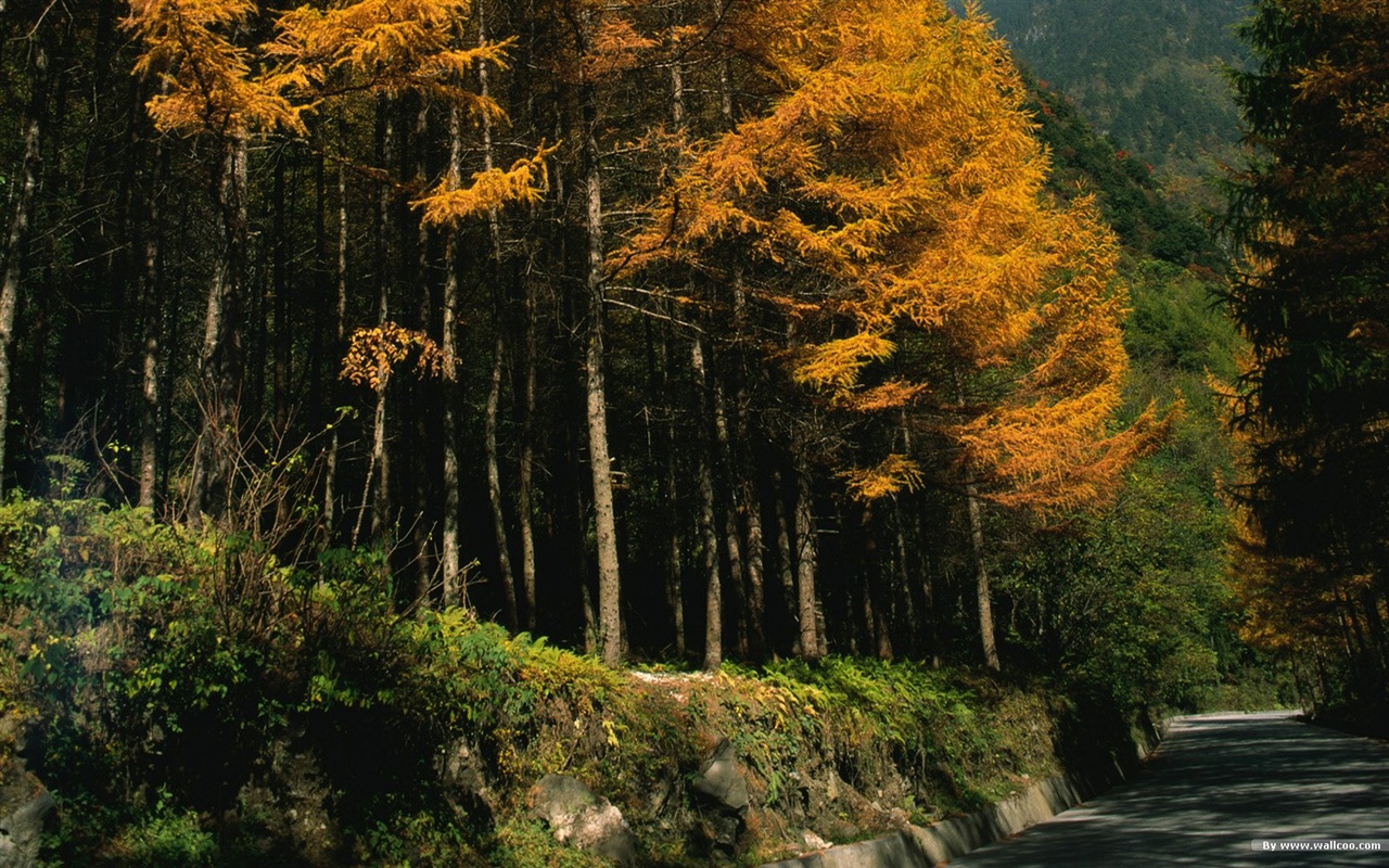El fondo de pantalla bosque del otoño #17 - 1280x800