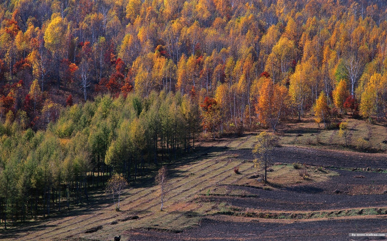 El fondo de pantalla bosque del otoño #23 - 1280x800