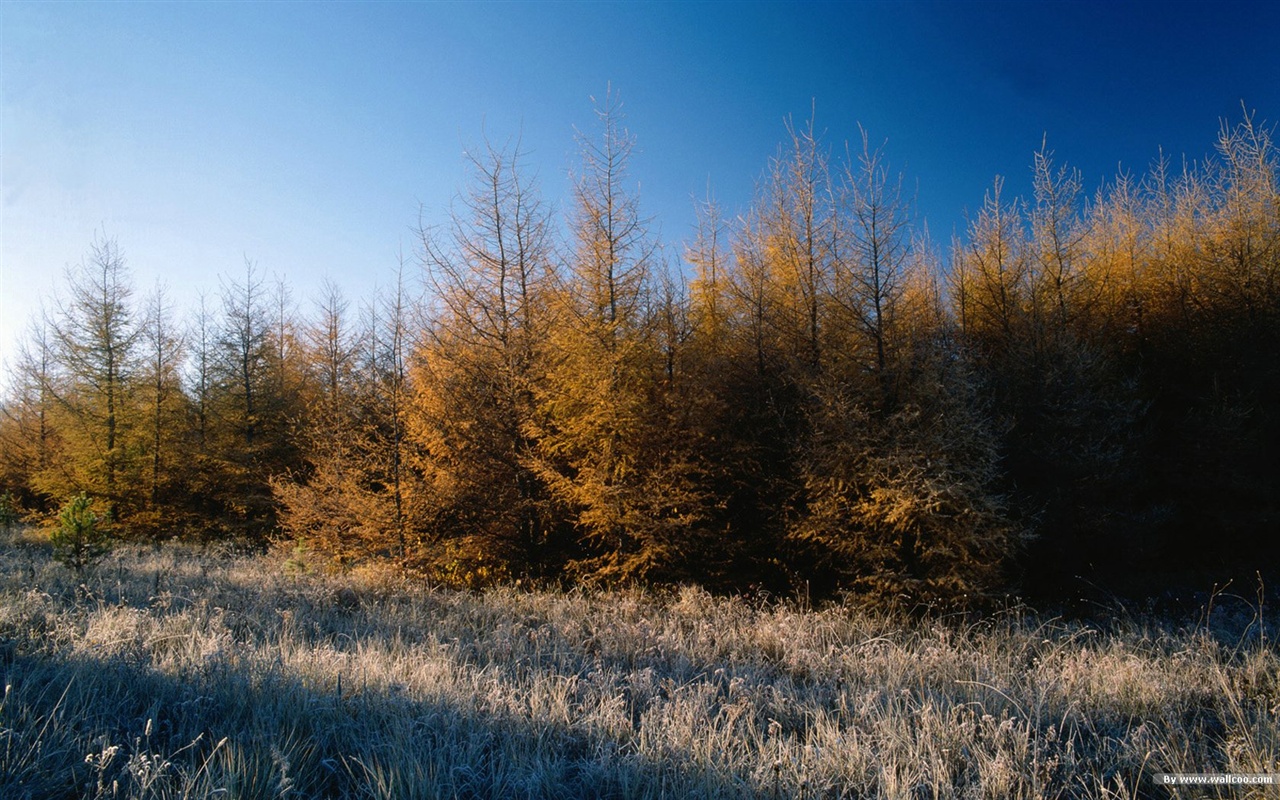 El fondo de pantalla bosque del otoño #24 - 1280x800