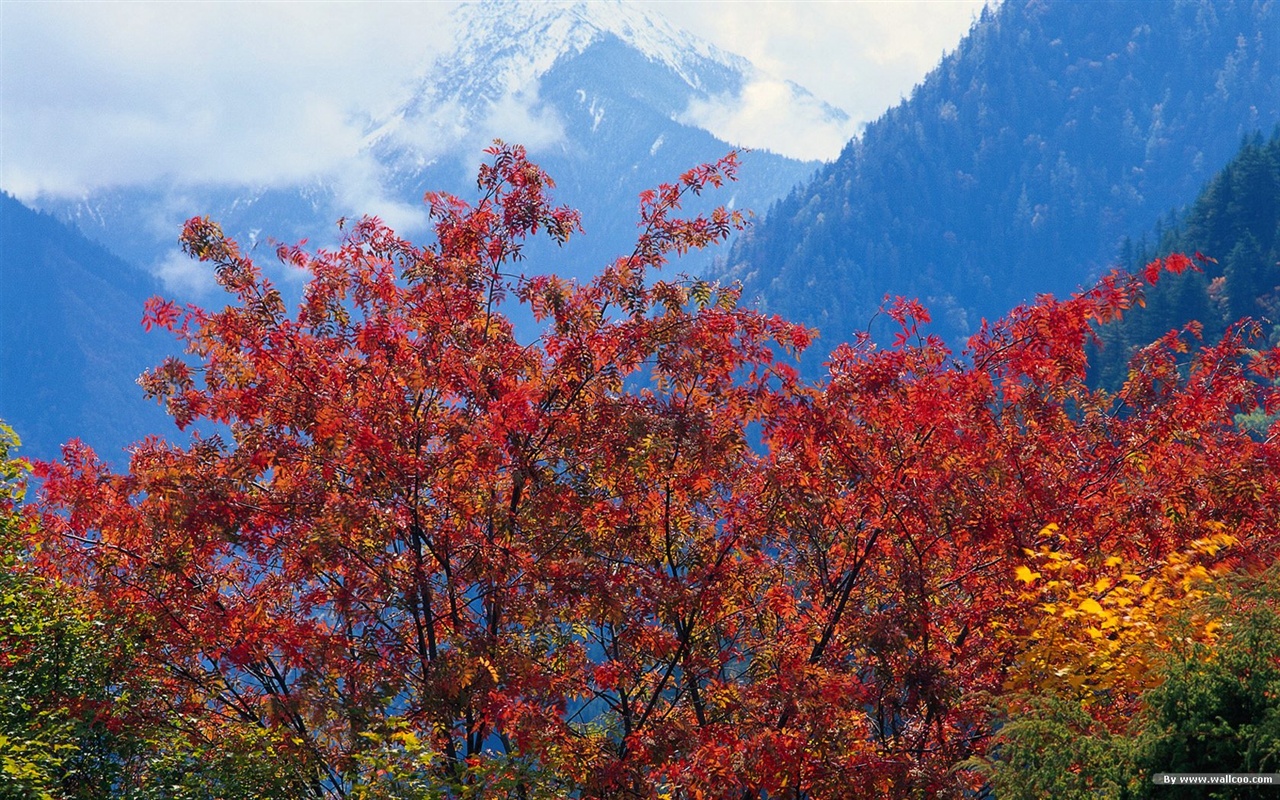 El fondo de pantalla bosque del otoño #31 - 1280x800