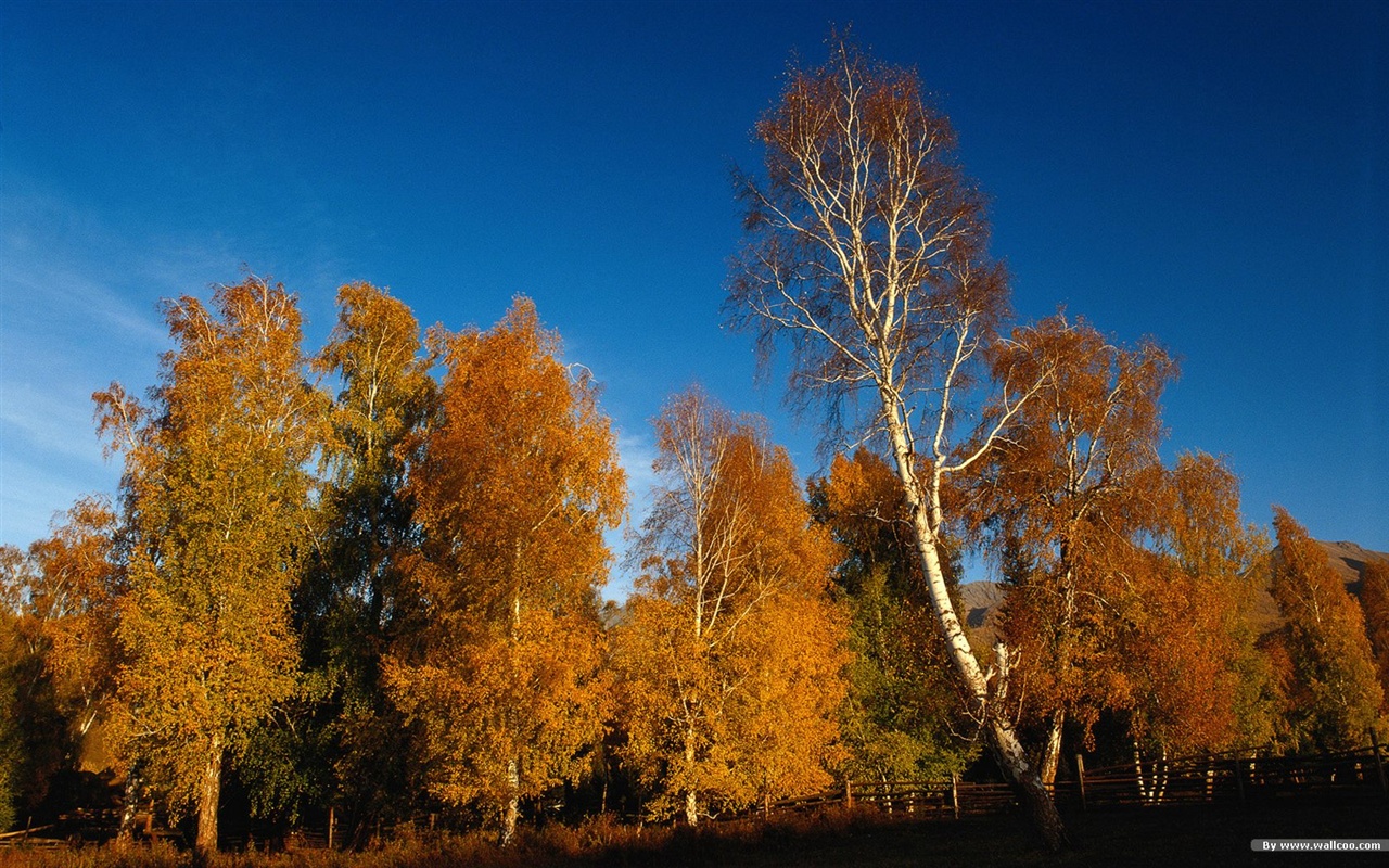 秋の森の壁紙 #39 - 1280x800