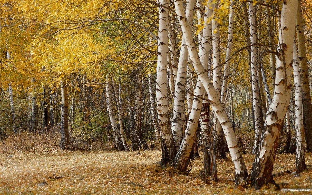 秋の森の壁紙 #41 - 1280x800