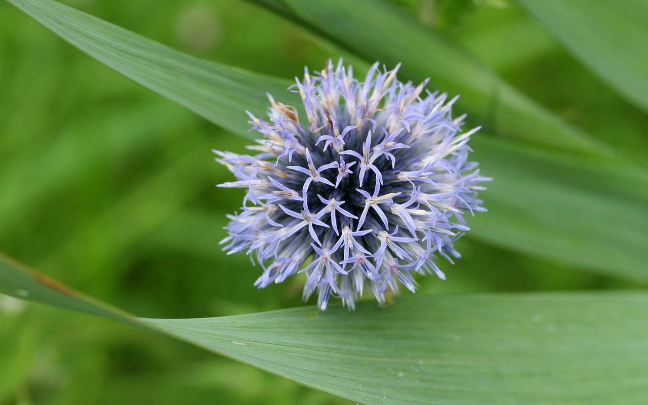 令人陶醉的鲜花壁纸5 - 1280x800