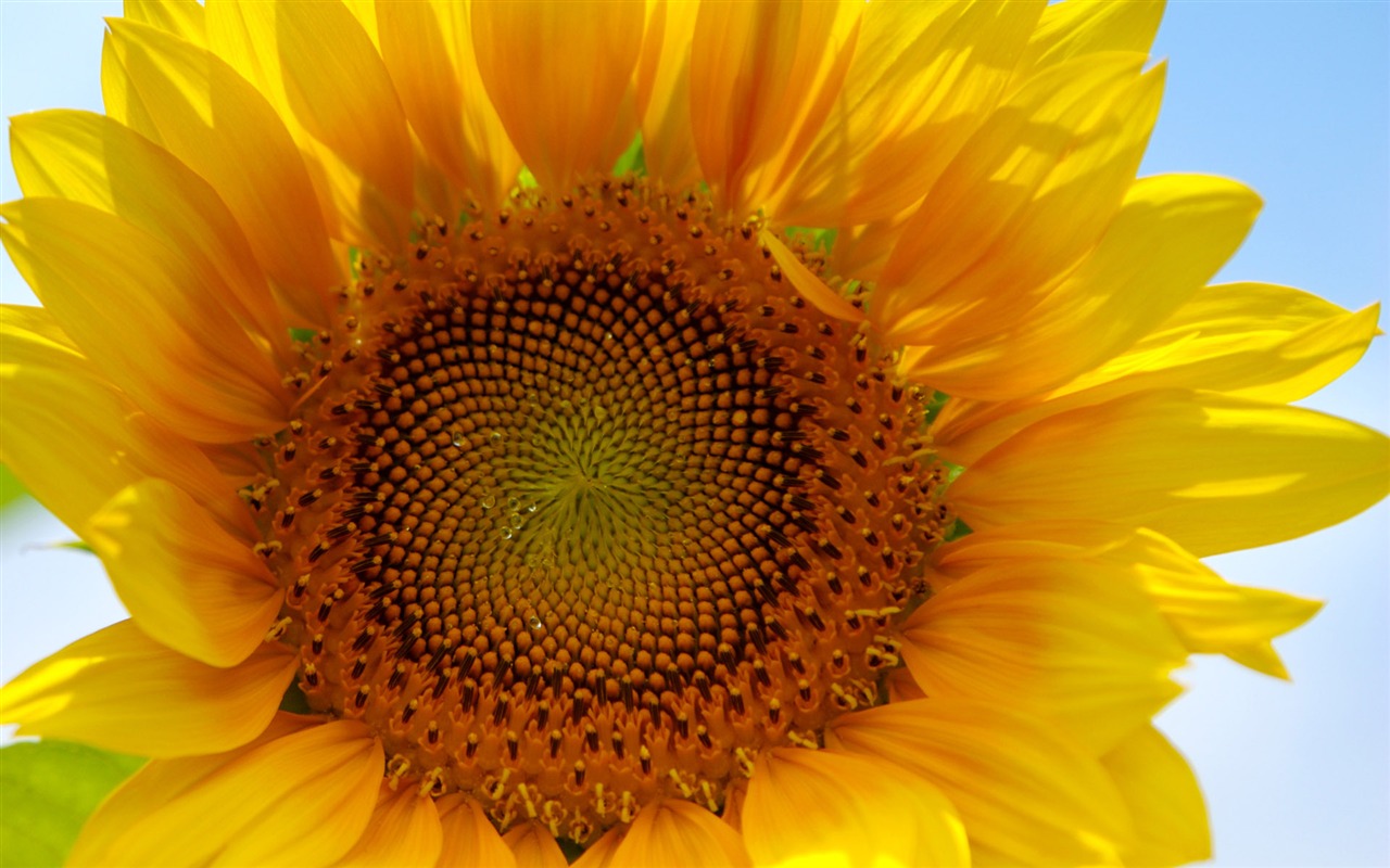 Sunny sunflower photo HD Wallpapers #4 - 1280x800