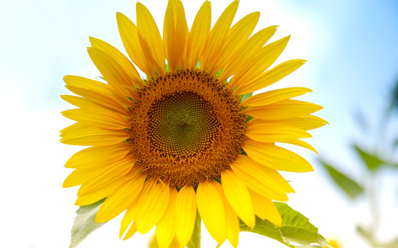 Sunny photo de tournesol HD Wallpapers #5 - 1280x800