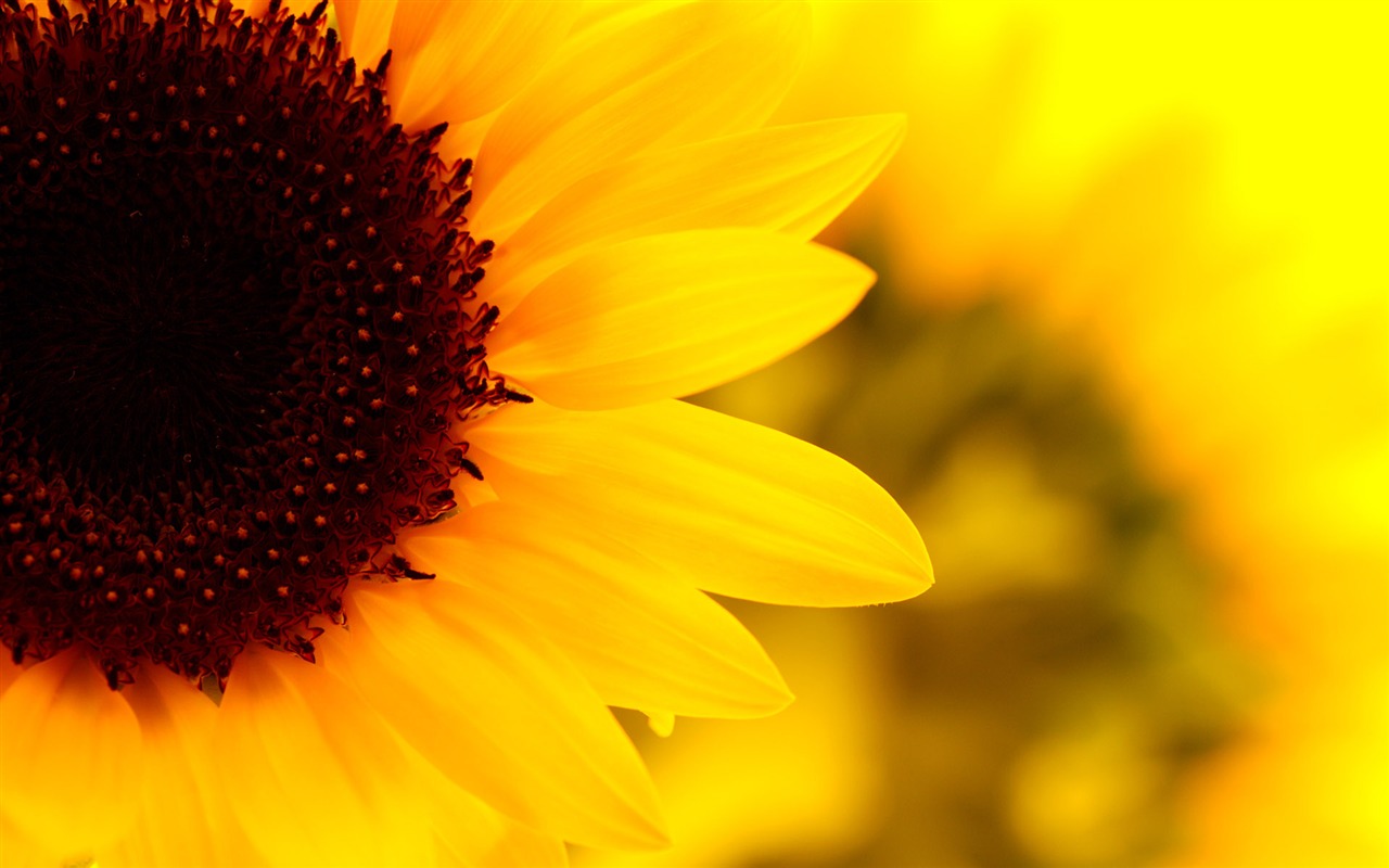 Sunny photo de tournesol HD Wallpapers #10 - 1280x800