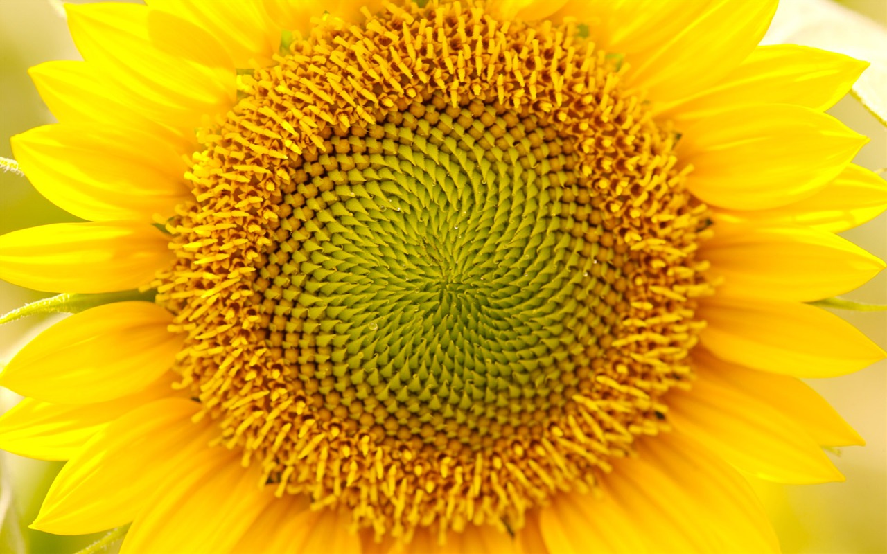 Sunny photo de tournesol HD Wallpapers #11 - 1280x800