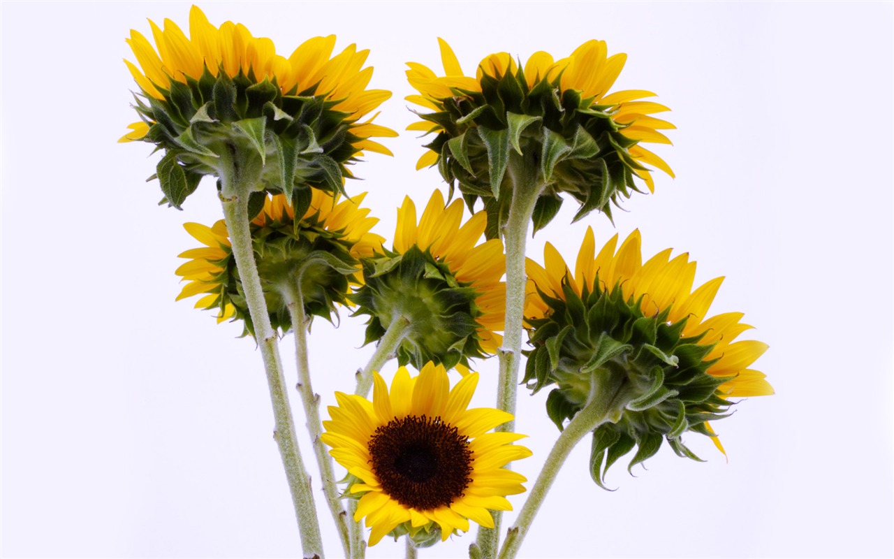 Sunny photo de tournesol HD Wallpapers #13 - 1280x800