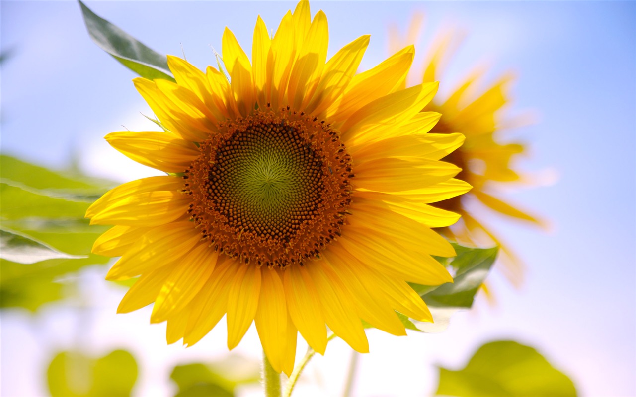 Sunny sunflower photo HD Wallpapers #14 - 1280x800