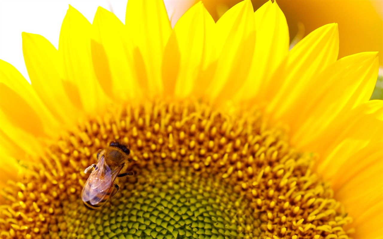 阳光 葵花写真高清壁纸17 - 1280x800