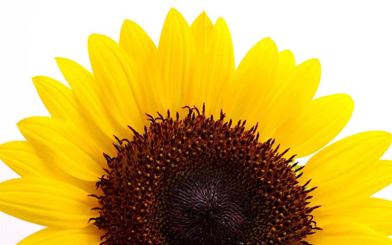 Sunny photo de tournesol HD Wallpapers #18 - 1280x800