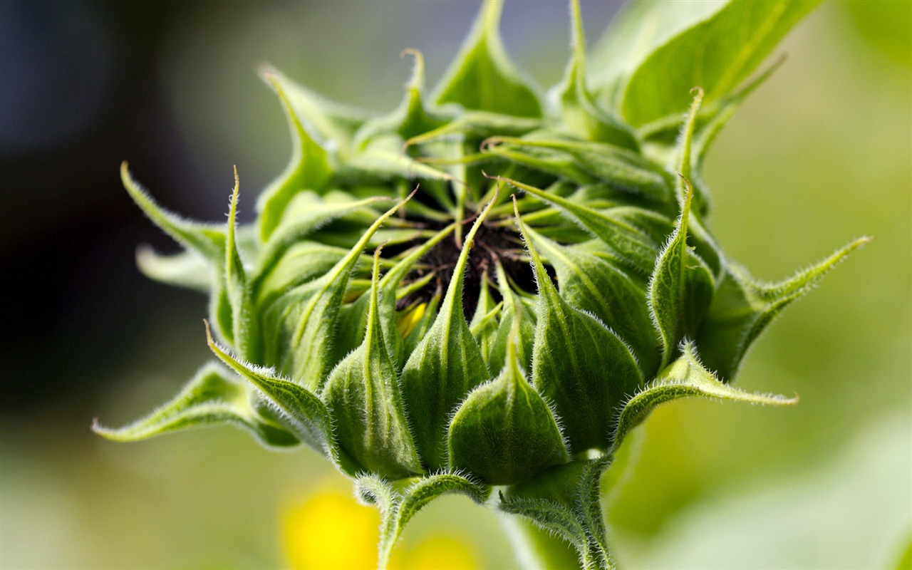 Sunny Sonnenblume Foto HD Wallpapers #19 - 1280x800