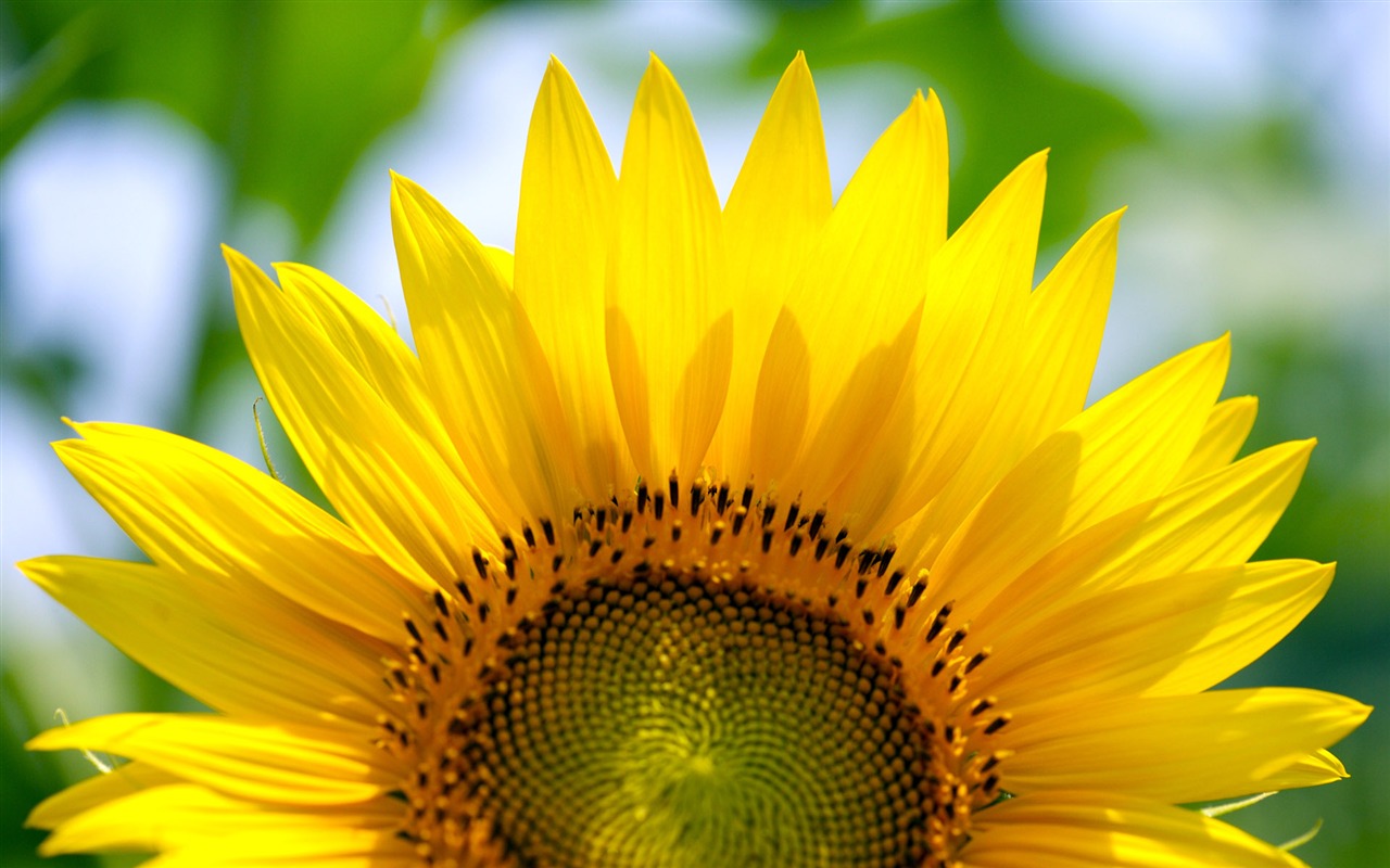 Sunny Sonnenblume Foto HD Wallpapers #20 - 1280x800
