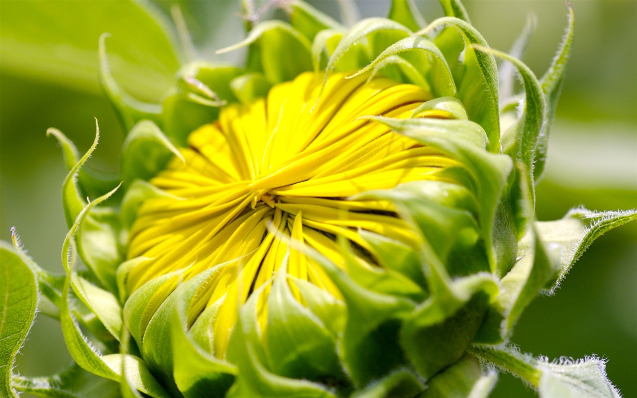 Sunny photo de tournesol HD Wallpapers #34 - 1280x800