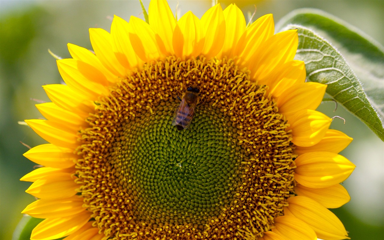 Sunny sunflower photo HD Wallpapers #35 - 1280x800