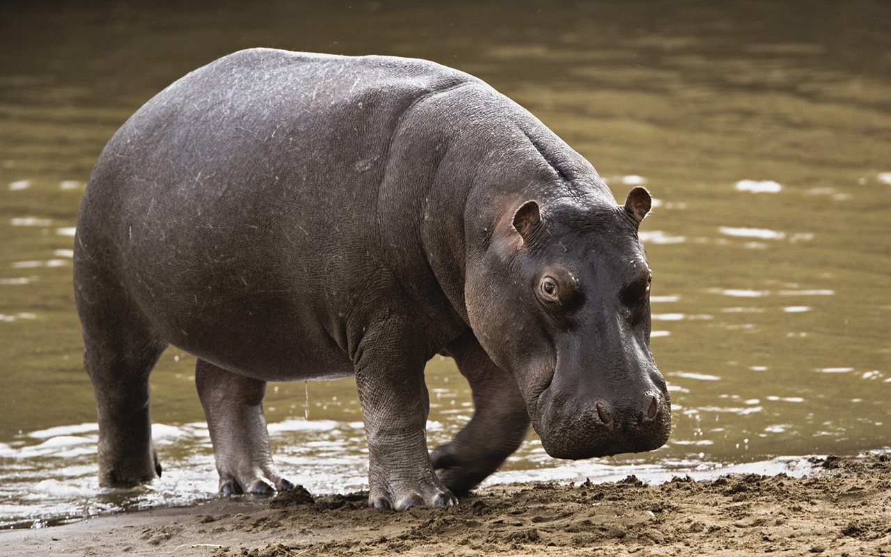 Fonds d'écran animaux Webshots (1) #18 - 1280x800