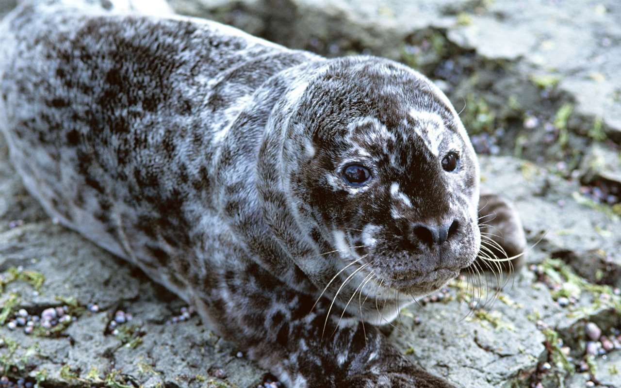 Die Tiere der Sea Lion Photo Wallpaper #18 - 1280x800