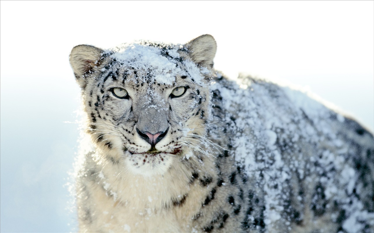 Снег Apple в Leopard по умолчанию обои полной #21 - 1280x800