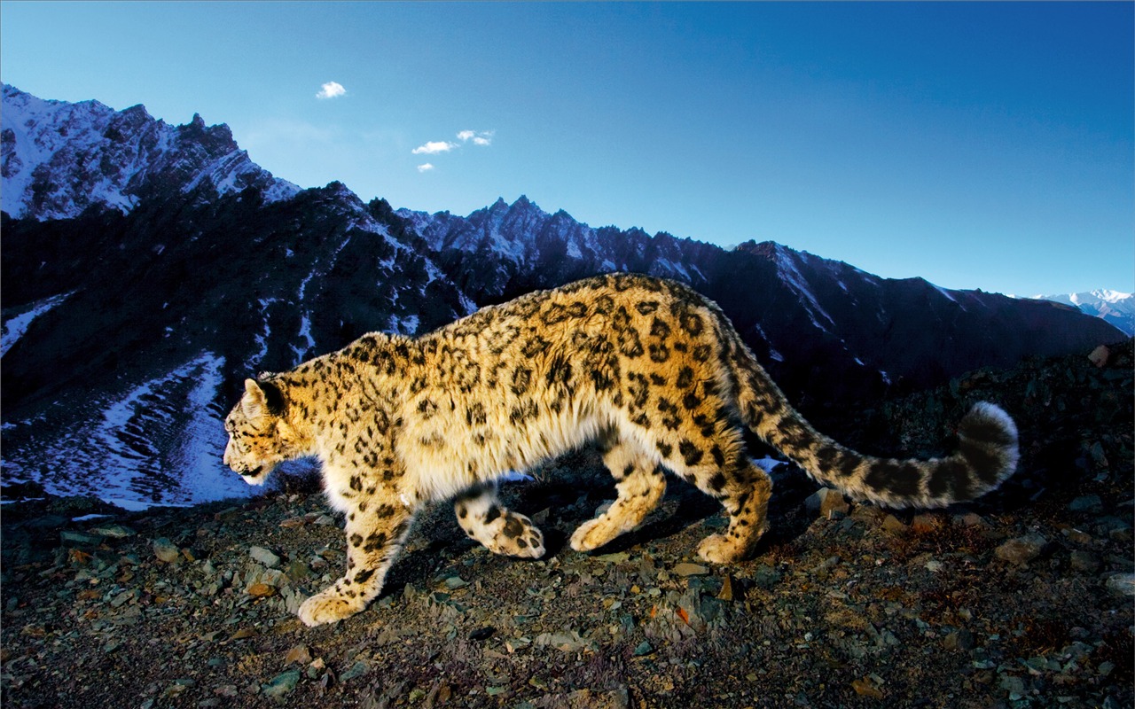 Apple Snow Leopard standardní wallpaper plné #23 - 1280x800