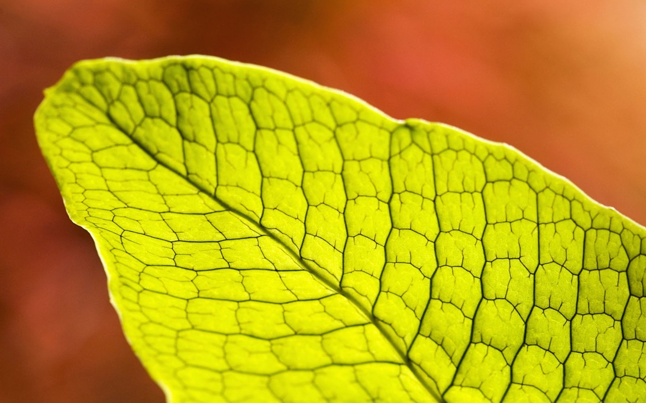 Fond d'écran plantes à feuilles vert #11 - 1280x800