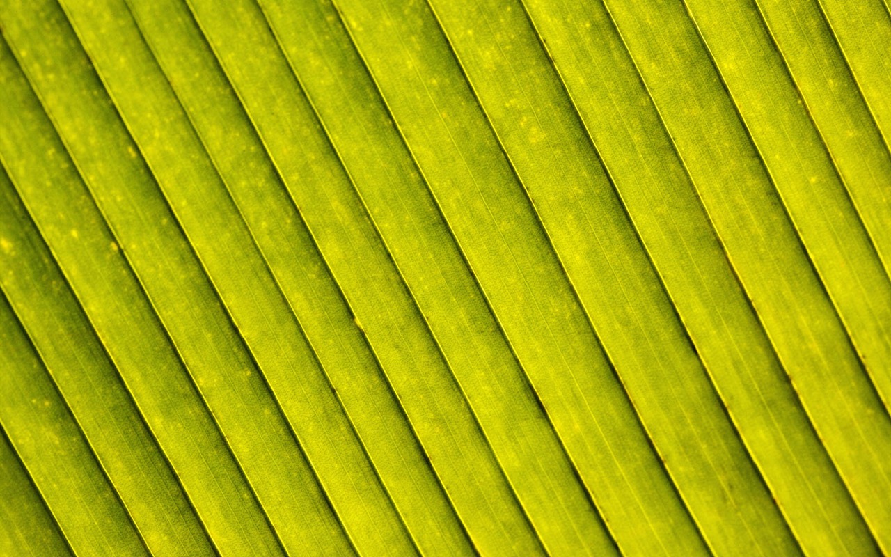 Pflanzen Green Leaf Wallpaper #17 - 1280x800