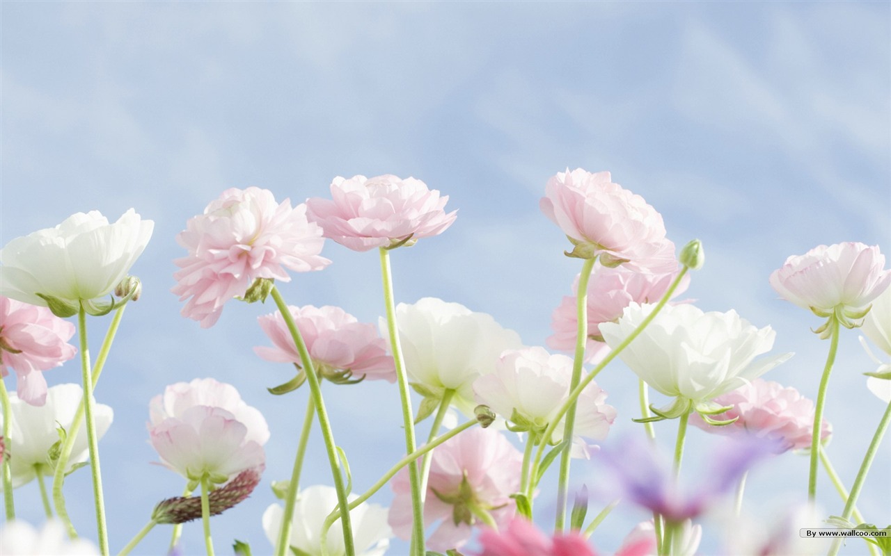 Čerstvé styl květiny Tapety #31 - 1280x800