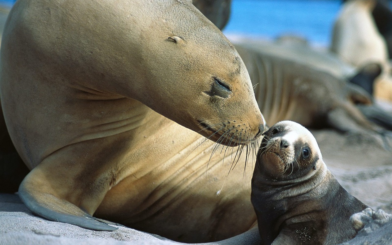 Fonds d'écran animaux Webshots (2) #1 - 1280x800