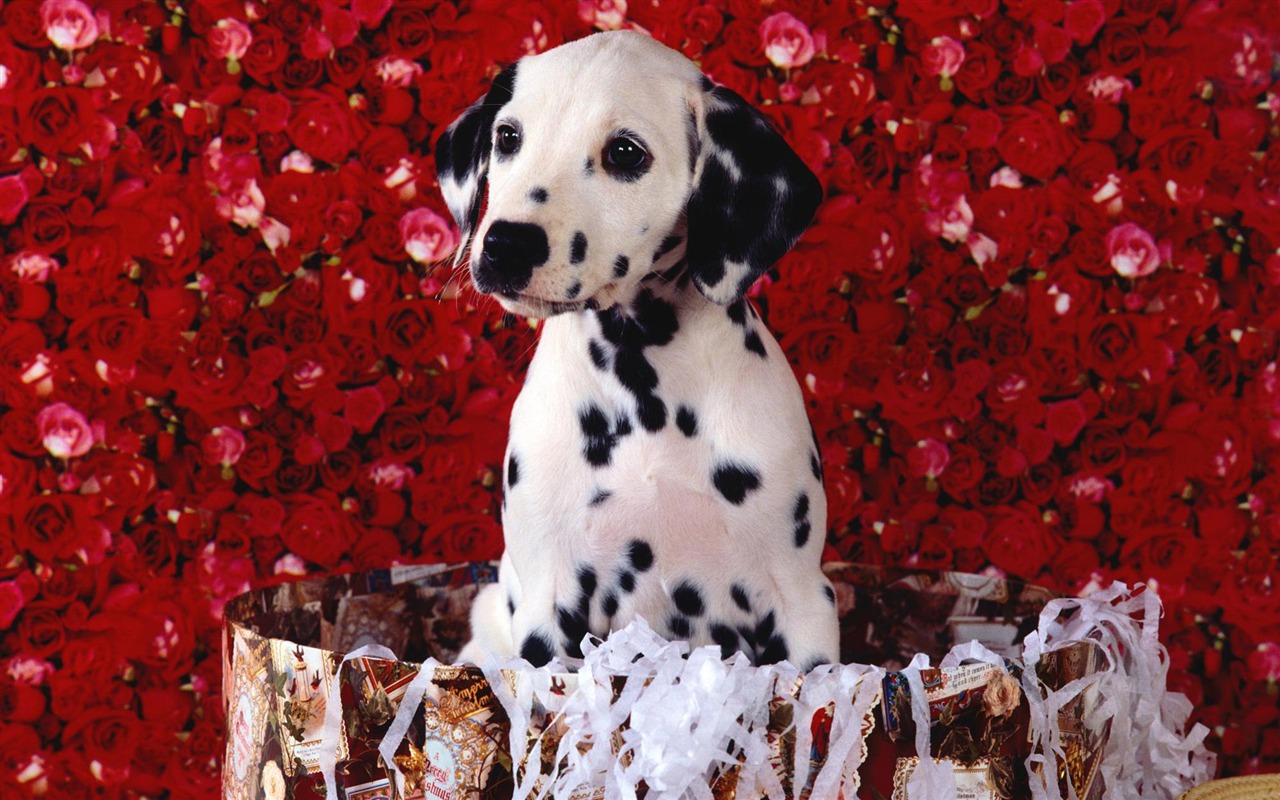 宠物壁纸之小狗写真11 - 1280x800