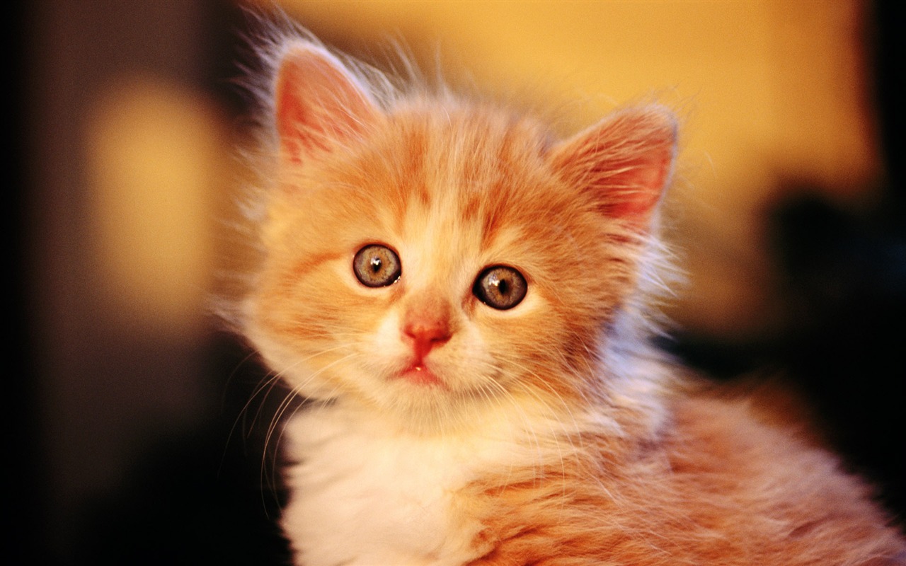 HD fotografía de fondo lindo gatito #1 - 1280x800