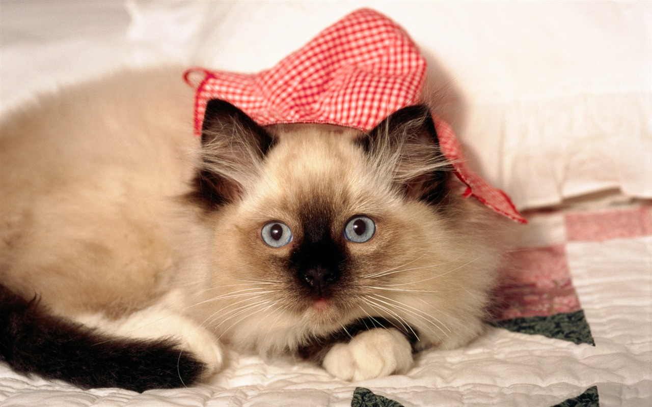 HD wallpaper cute cat photo #2 - 1280x800